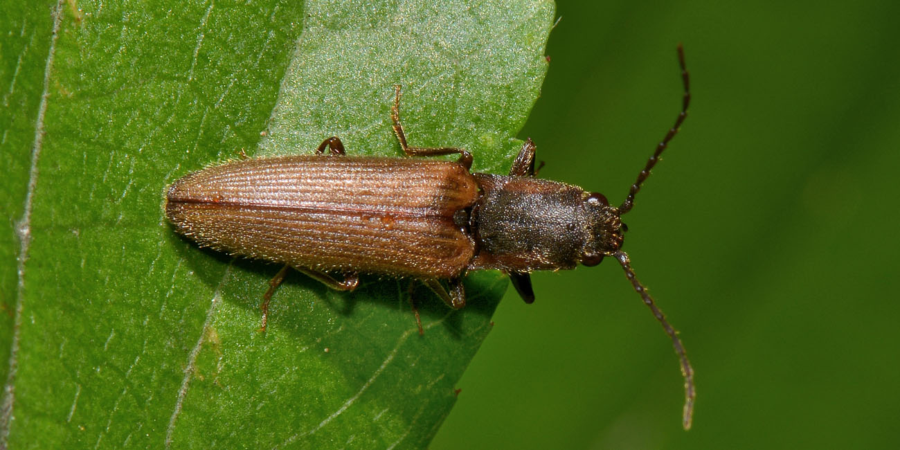 Elateridae: Athous bicolor?